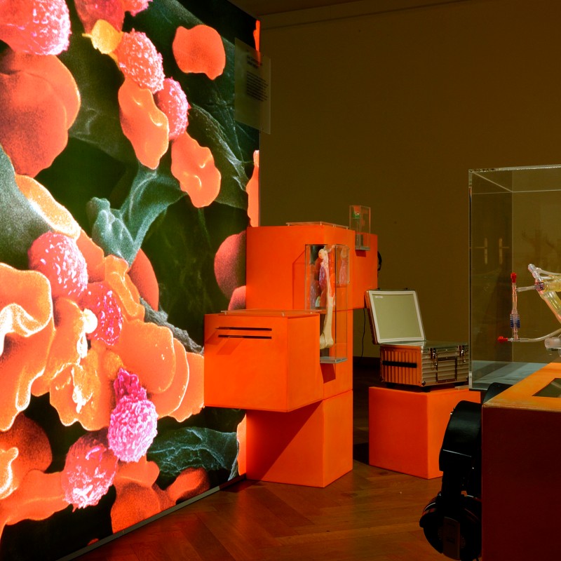 Großformatige, leuchtende Aufnahme von Zellstrukturen mit orange-roten Formen an einer Ausstellungswand; davor orangefarbene
                                 Ausstellungselemente und Vitrine. (KI-generierter Alt-Text, erstellt mit GPT-4.1-mini)