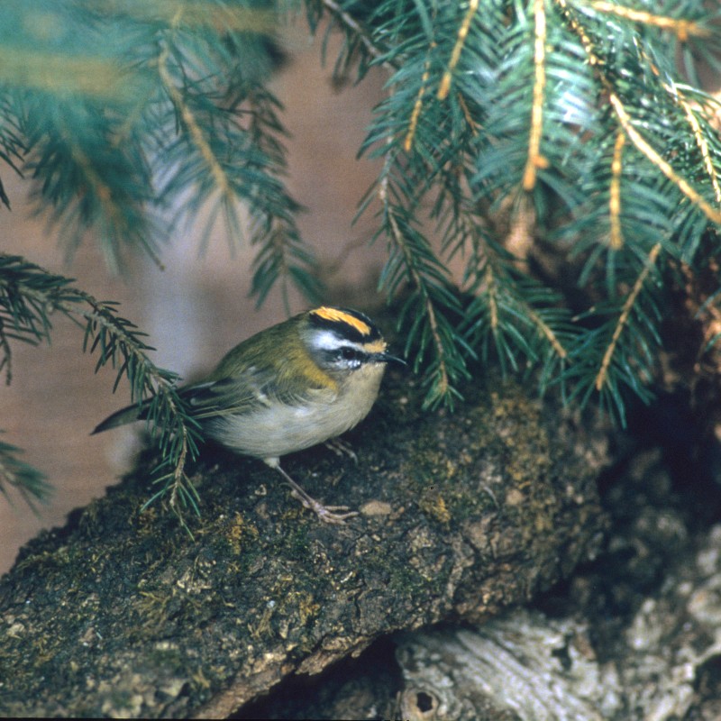 Goldcrest with yellow forehead and black eye stripe standing on a tree trunk beneath fir branches (AI-generated
                                 alt-text, generated with GPT-4.1-mini)