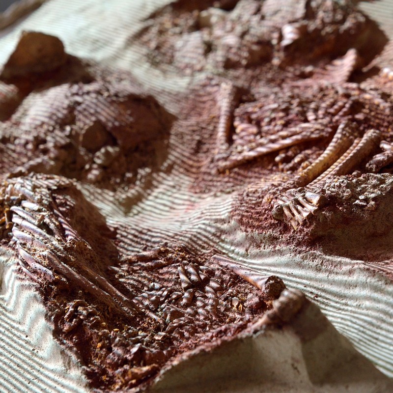 Multiple
                                 fossil remains partially exposed in sediment layers, with visible bone fragments. (AI-generated alt-text, generated with GPT-4.1-mini)