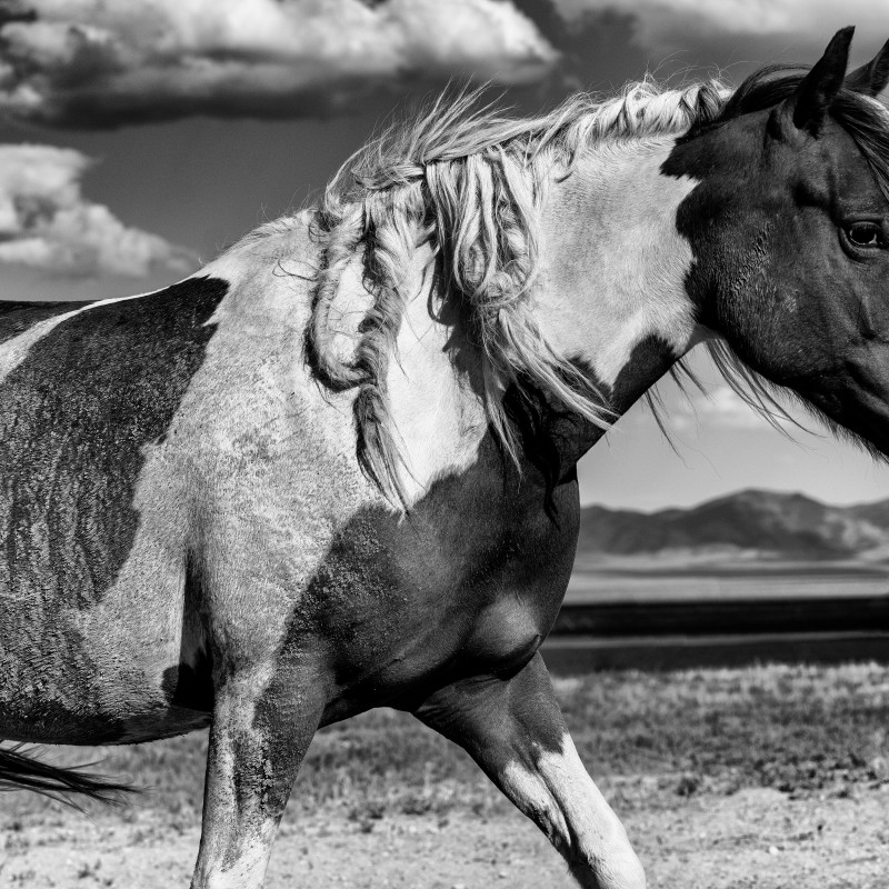 Black-and-white photo of a mustang with ruffled mane in profile, standing in open landscape. (AI-generated alt-text,
                                 generated with GPT-4.1-mini)