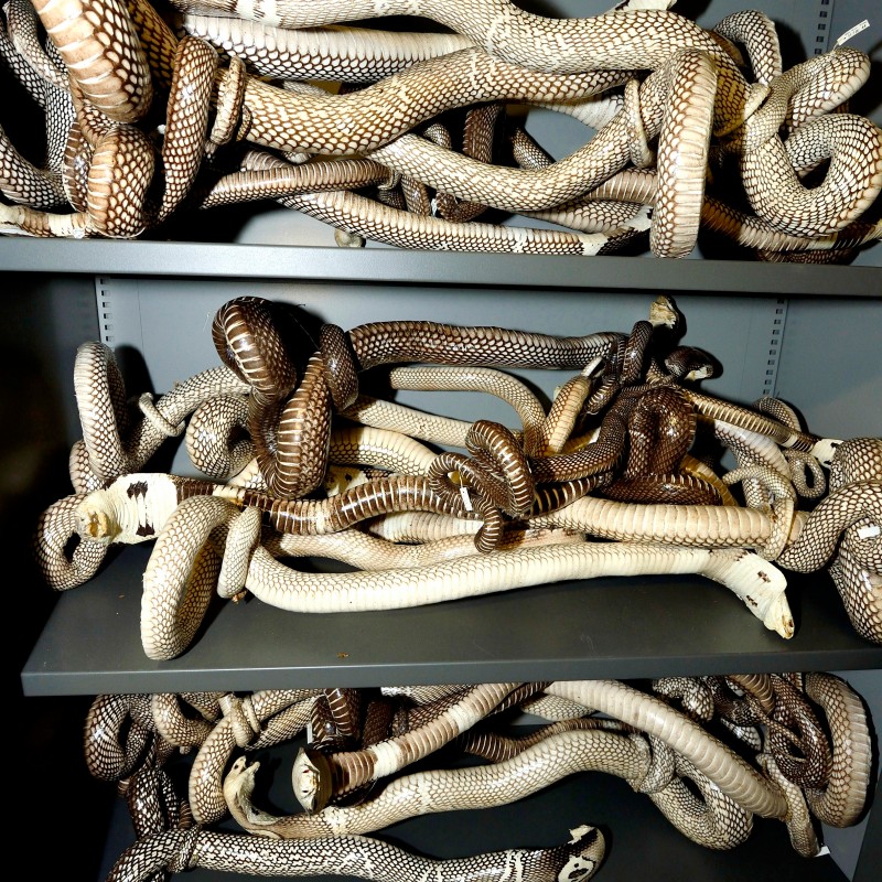 Shelves filled with multiple coiled, preserved snakes in various shades of brown and beige. (AI-generated alt-text,
                                 generated with GPT-4.1-mini)
