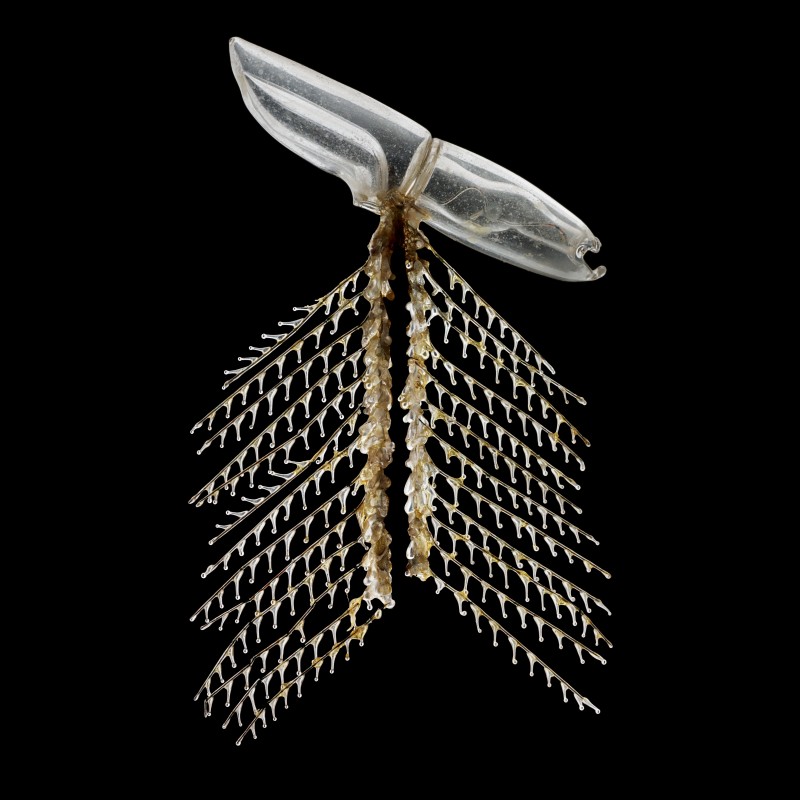 Glass model of Sulculeolaria quadrivalvis, transparent with delicate branching and two long central strands on a
                                 black background. (AI-generated alt-text, generated with GPT-4.1-mini)