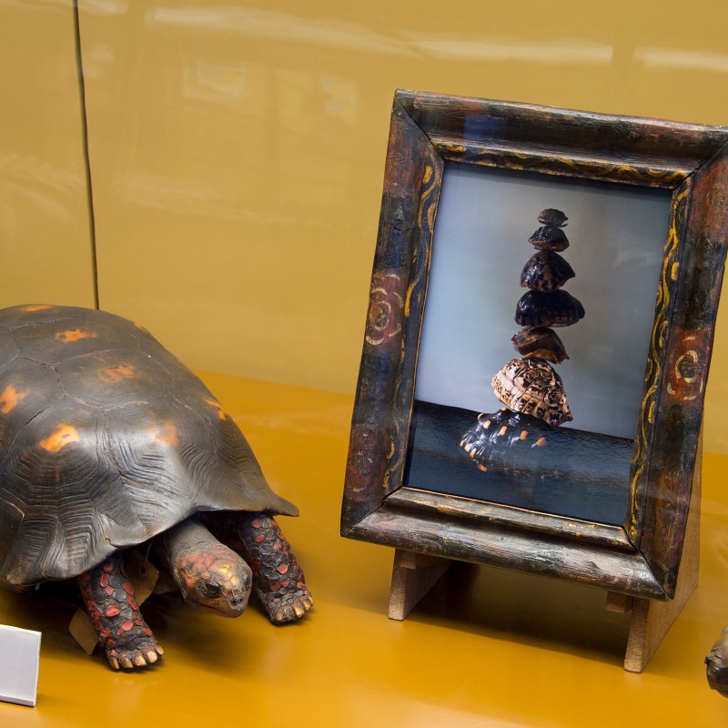 Model
                                 of a brown-shelled Köhlers tortoise beside a framed photo of stacked tortoise shells (AI-generated alt-text, generated with
                                 GPT-4.1-mini)