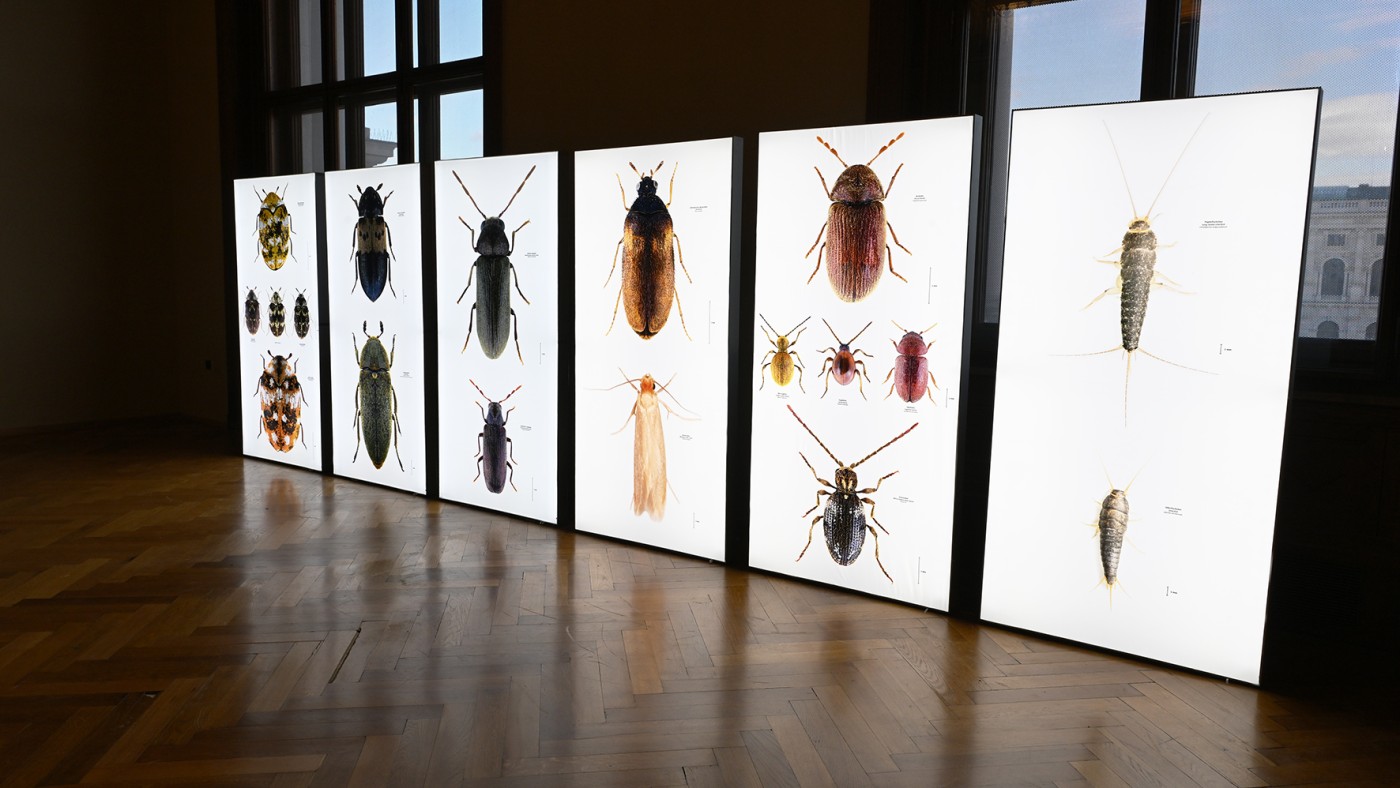 Large-format images by Udo Schmidt reveal the beauty of pests
© NHM Vienna, Chloe Potter