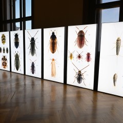 : Großformatige Bilder von Udo Schmidt zeigen die Schönheit der Schädlinge © NHM Wien, Chloe Potter