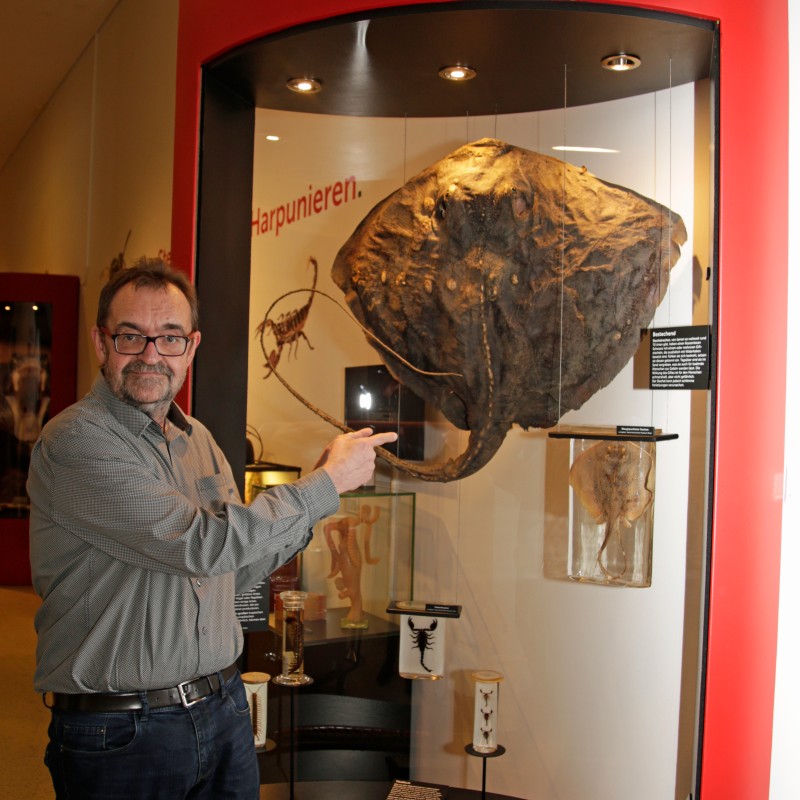 Man wearing glasses and shirt pointing at a large mounted ray specimen inside a red-framed museum display case with
                                 additional animal specimens below. (AI-generated alt-text, generated with GPT-4.1-mini)