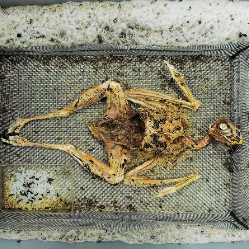 Partially mummified, skeletal bird lying outstretched on a rectangular mesh, surrounded by numerous insects and
                                 larvae, ruler for scale at the edge. (AI-generated alt-text, generated with GPT-4.1-mini)