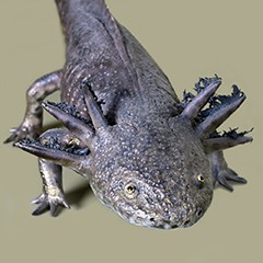 : Axolotl  © NHM Vienna, C. Potter