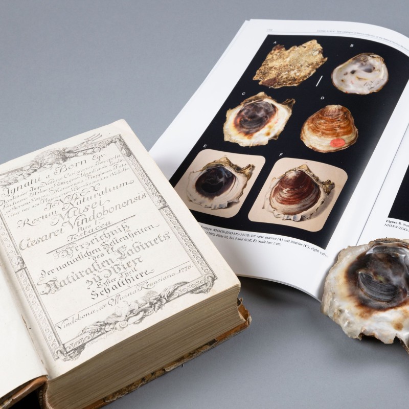 Born-Typenkatalog mit Mollusken