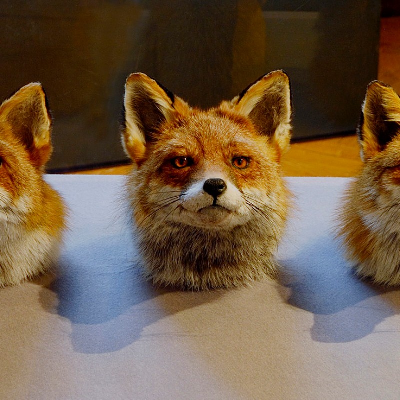 Five taxidermy fox heads arranged in a row on a light surface, all facing forward. (AI-generated alt-text, generated
                                 with GPT-4.1-mini)