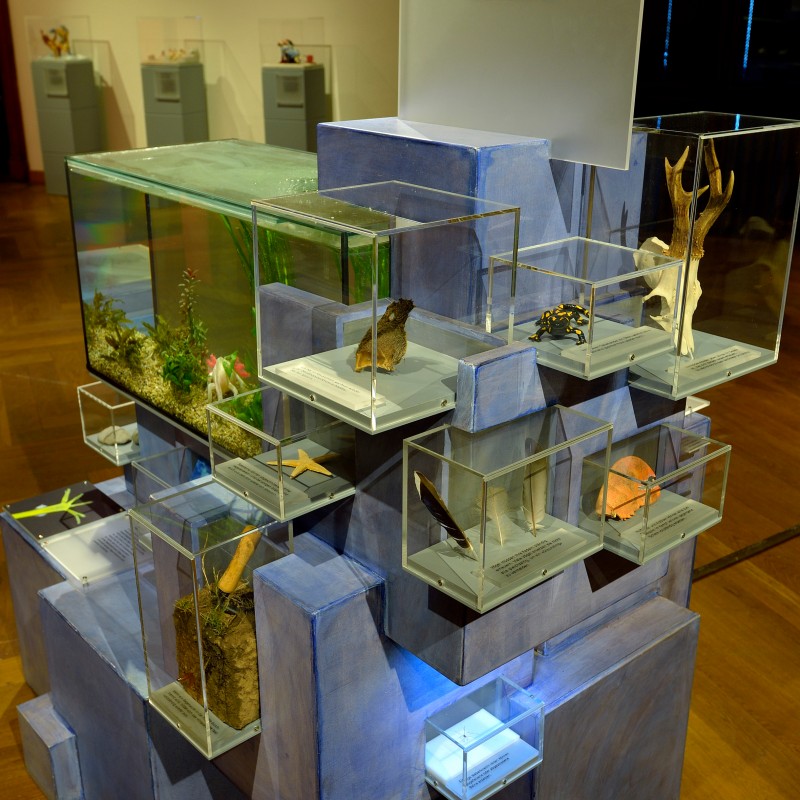 Vitrine mit mehreren Terrarien und Schaukästen, die verschiedene Tierpräparate und Skelette ausstellen. Darüber
                                 eine Tafel mit Text. (KI-generierter Alt-Text, erstellt mit GPT-4.1-mini)