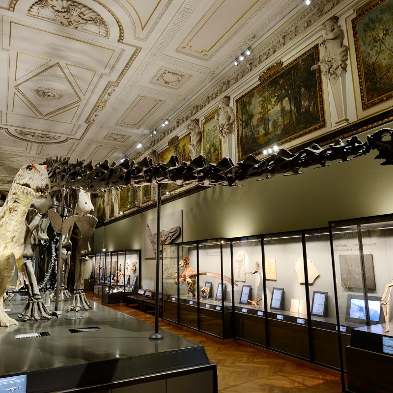 Skeleton reconstruction of a large dinosaur with a long neck and tail next to other dinosaur models and display
                                 cases in a museum hall. (AI-generated alt-text, generated with GPT-4.1-mini)