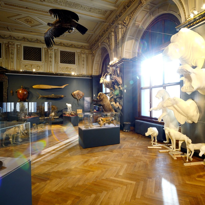 Mounted animals and white animal models in an exhibition room with large windows and parquet floor; sunlight illuminates
                                 the exhibits. (AI-generated alt-text, generated with GPT-4.1-mini)
