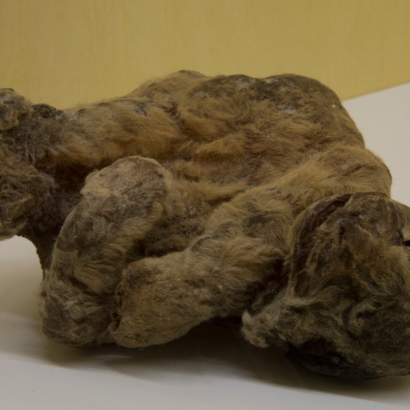 Well-preserved, desiccated juvenile animal lying on its side with bent legs and closed eyes. (AI-generated alt-text,
                                 generated with GPT-4.1-mini)