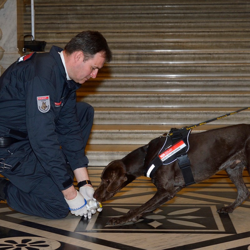 Man in uniform kneels on patterned floor and leads a brown dog with harness and leash, which is sniffing the ground.
                                 (AI-generated alt-text, generated with GPT-4.1-mini)