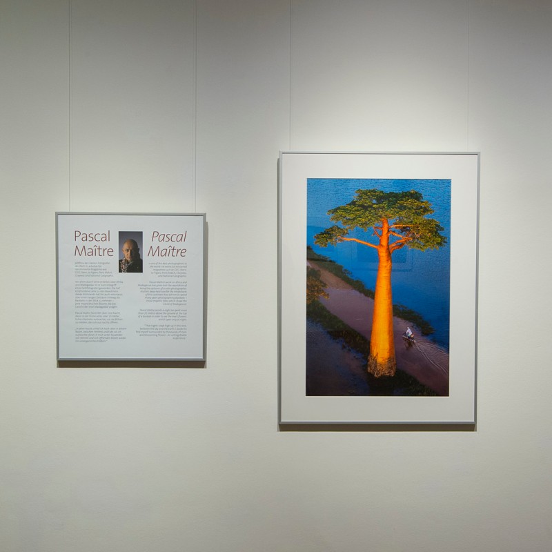 Four
                                 framed works on a wall: a night tree scene, a central text panel, an aerial view of a baobab, and people in rain gear in front
                                 of an enormous tree. (AI-generated alt-text, generated with GPT-4.1-mini)
