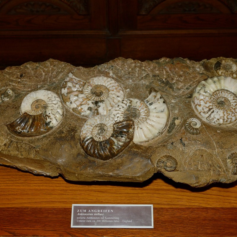 Large fossil stone with multiple visible ammonites of different sizes. The ammonites have spiral shells. (AI-generated
                                 alt-text, generated with GPT-4.1-mini)