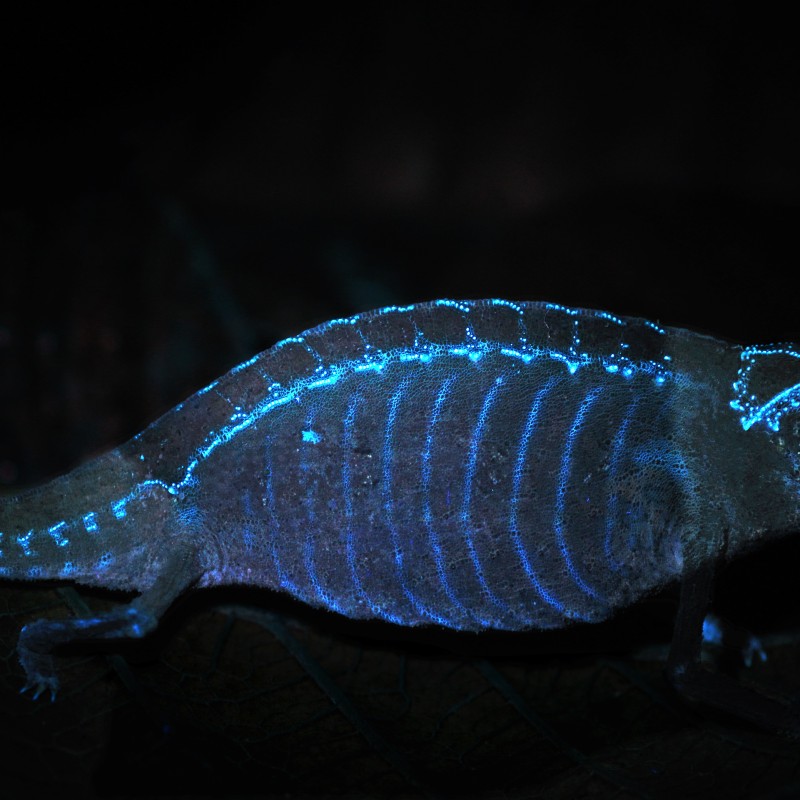 Brookesia superciliaris, a chameleon seen from the side with fluorescent blue lines and markings on a dark background.
                                 (AI-generated alt-text, generated with GPT-4.1-mini)