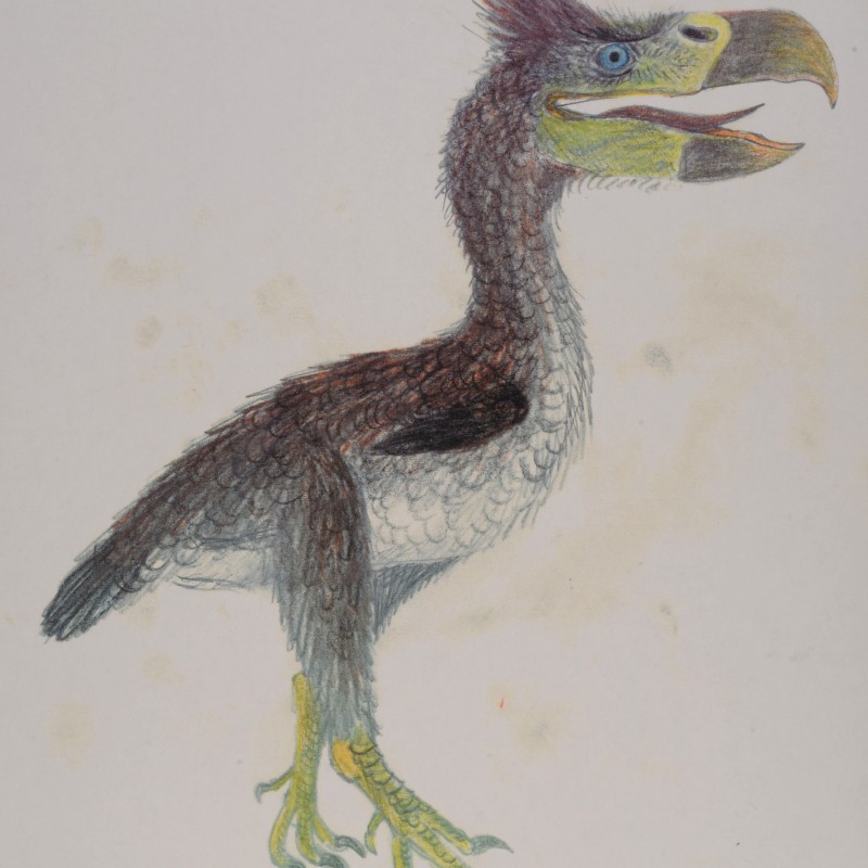 Farbig gezeichnete Darstellung eines Terrorvogels mit gelbem Schnabel, blauem Auge und dunkel gefiedertem Körper.
                                 (KI-generierter Alt-Text, erstellt mit GPT-4.1-mini)