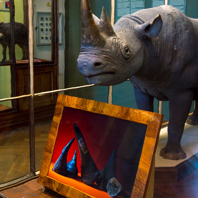 Life-sized mounted rhinoceros behind a display case with several rhinoceros horns against a red background. (AI-generated
                                 alt-text, generated with GPT-4.1-mini)