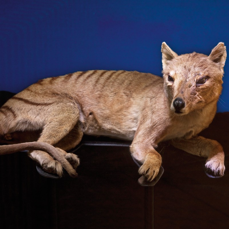 Taxidermy
                                 of a resting Thylacine with sandy fur and dark stripes on its back half, set against a blue background. (AI-generated alt-text,
                                 generated with GPT-4.1-mini)