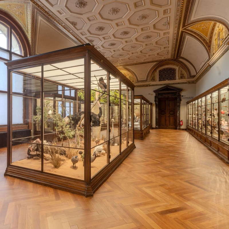 Großer historischer Raum mit verzierten Decken und mehreren großen Glasvitrinen, die präparierte Vögel und Pflanzen zeigen