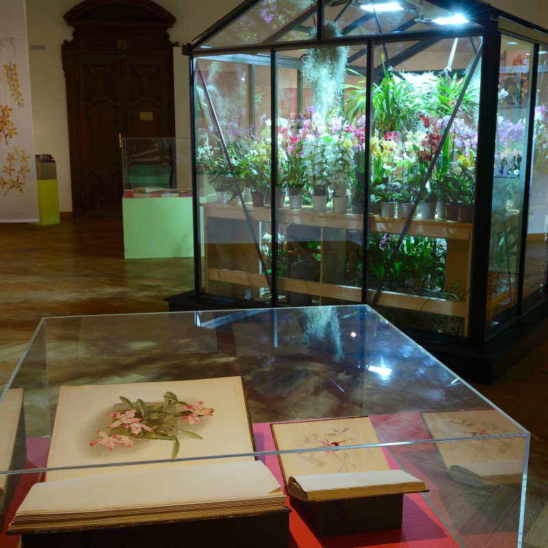 Glass pavilion with orchid plants, foreground showcases with botanical illustrations of orchids on a red base. (AI-generated
                                 alt-text, generated with GPT-4.1-mini)