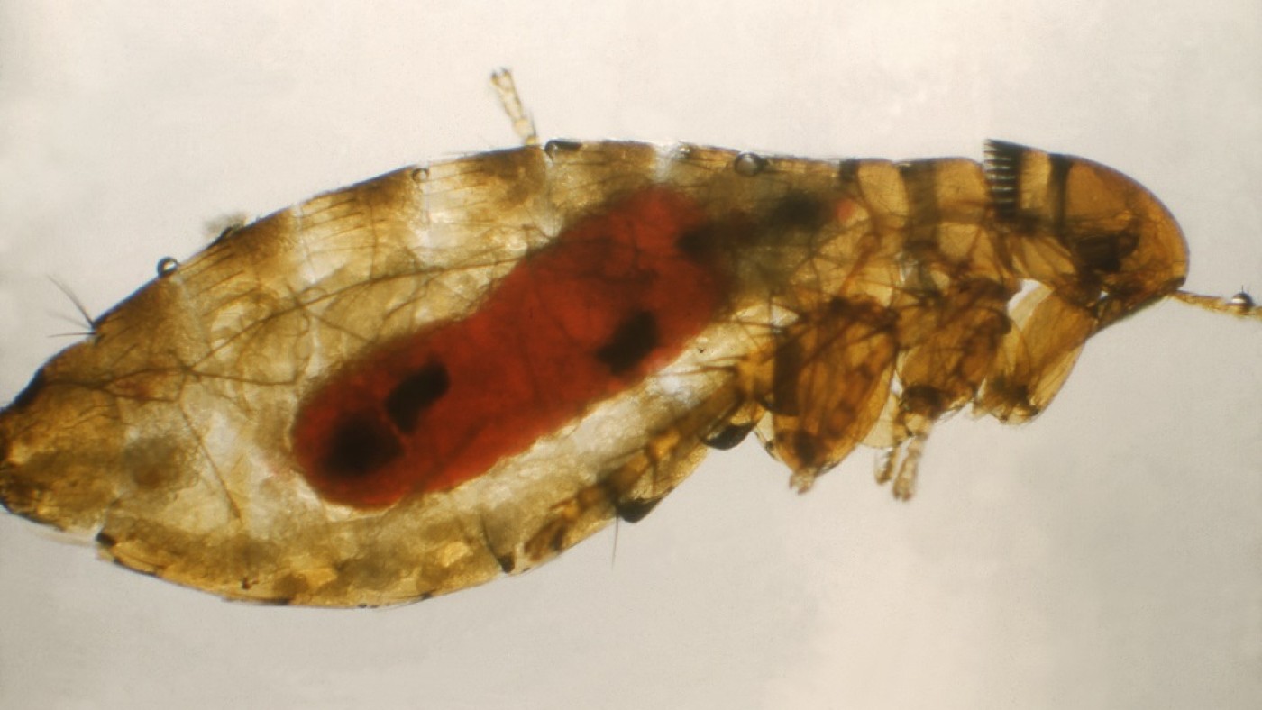 Plague infected flea | © Public Health Library (PHIL)