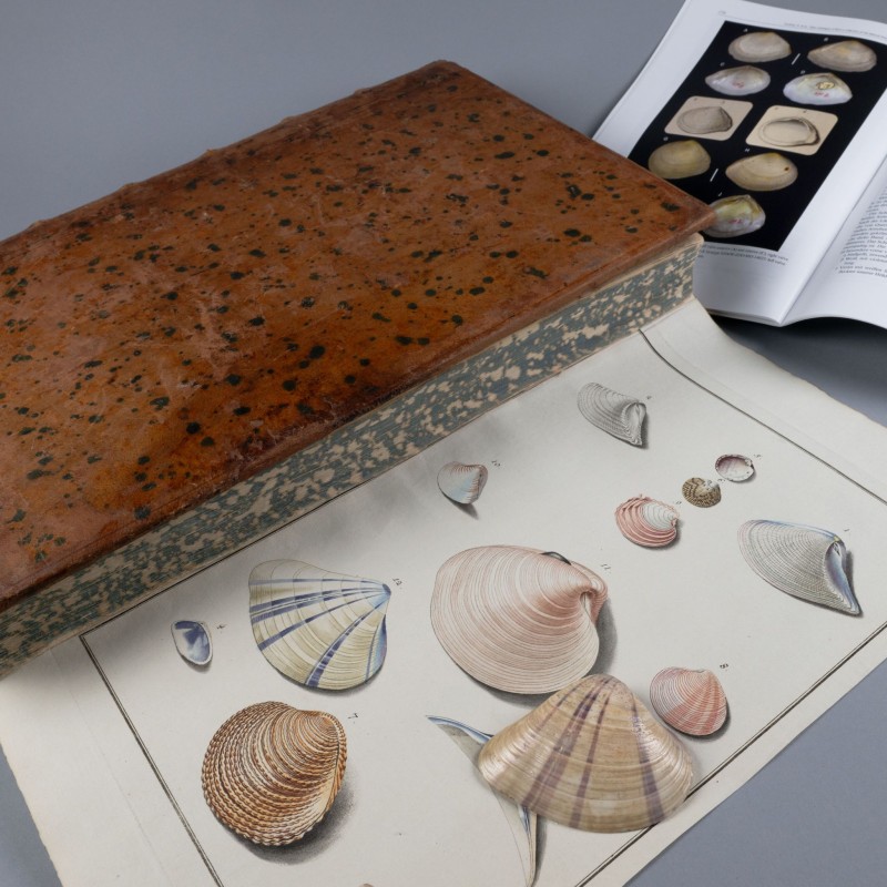 Born-Typenkatalog mit Mollusken