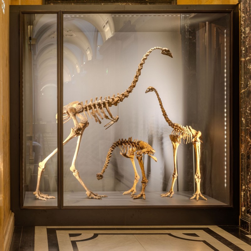 Neu arrangierte Moa-Vitrine im NHM Wien