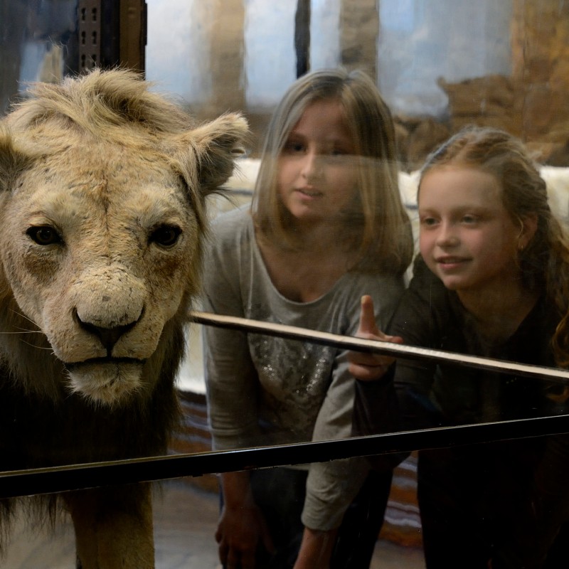 Two girls closely observe a taxidermy lion behind glass. (AI-generated alt-text, generated with GPT-4.1-mini)