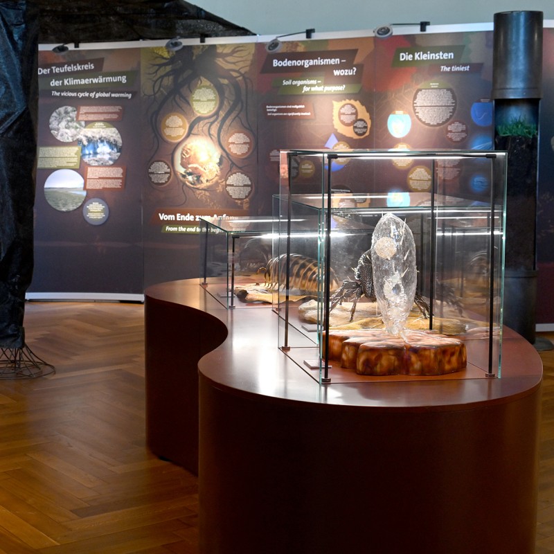 Chamber
                                 of Life ©NHM Vienna, Chloe Potter 