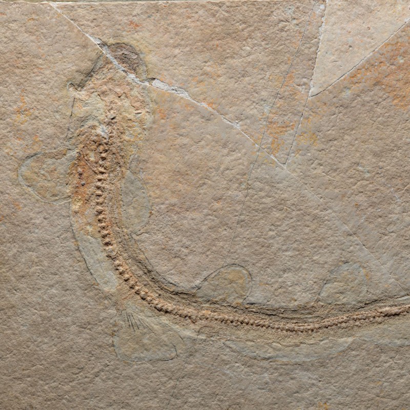 Skelett des Urzeithais Bavariscyllium