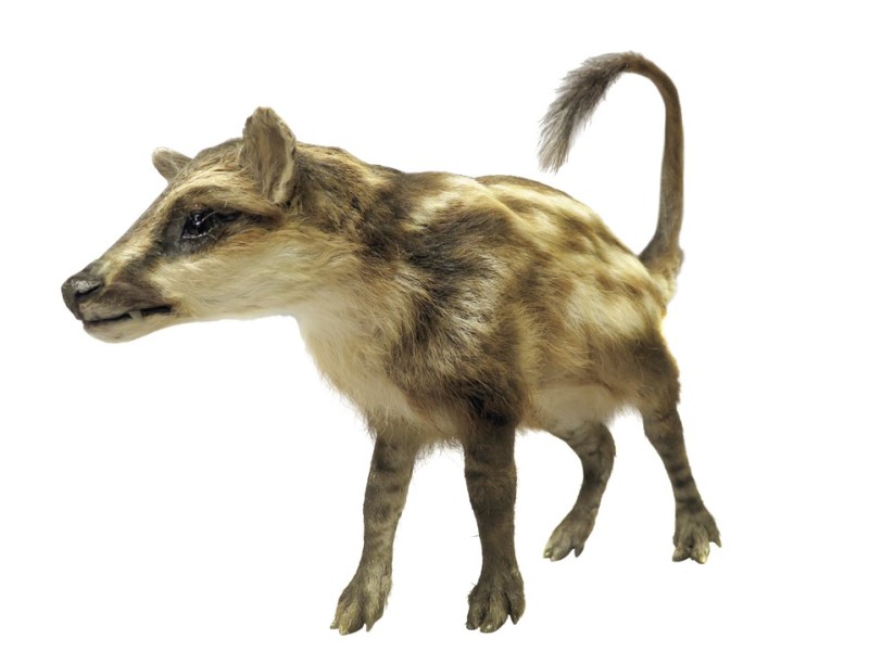 : Verzwergtes Säugetier – Diacodexis, ein früher Paarhufer (vor 55 Millionen Jahren). © NHM Wien, Alice Schuhmacher