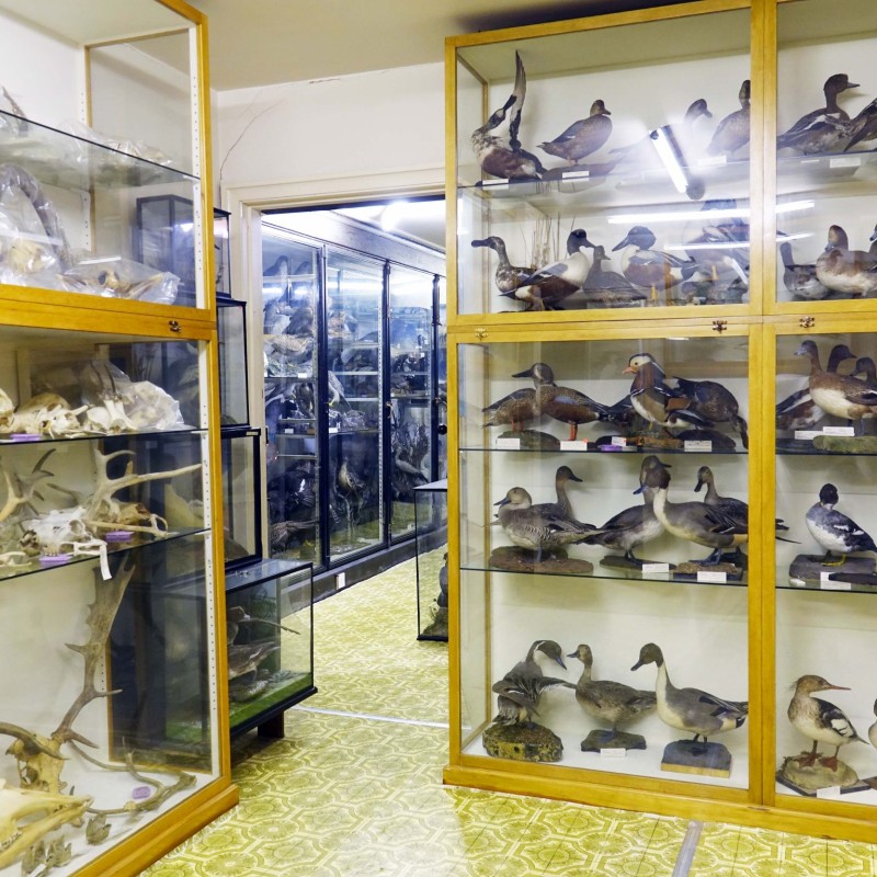Große Vitrinen mit ausgestopften Wasservögeln, darunter Enten und Schwänen, im Ausstellungsraum der Harrison Bird
                                 Collection. (KI-generierter Alt-Text, erstellt mit GPT-4.1-mini)