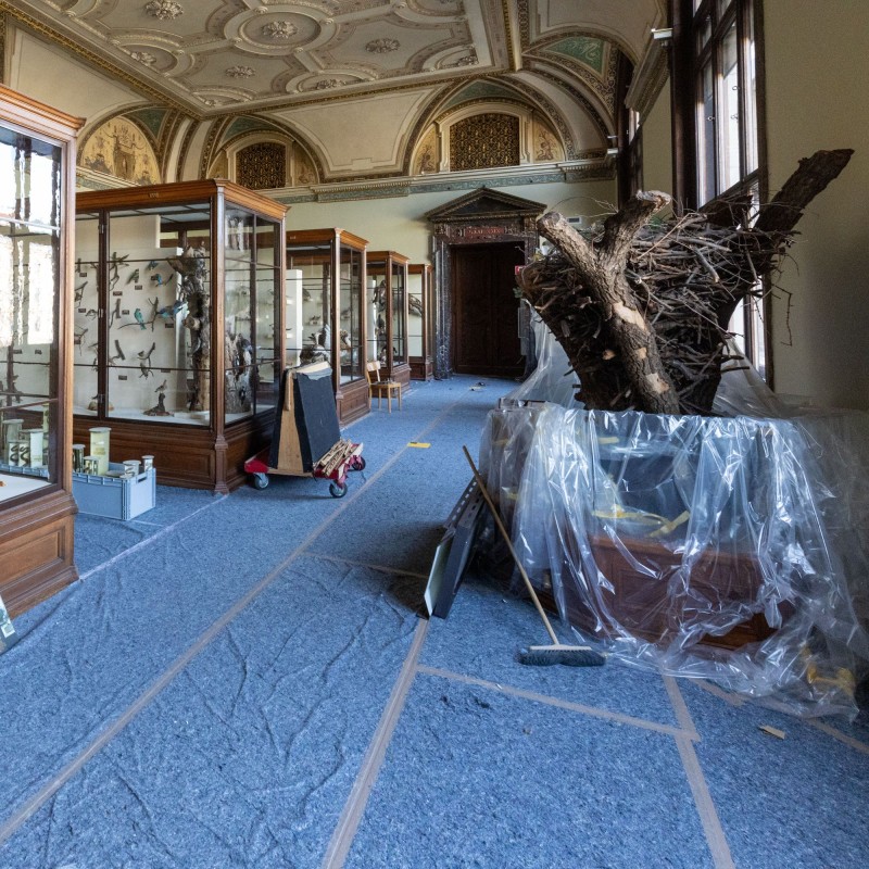 Vogelsaal des Naturhistorischen Museums Wien