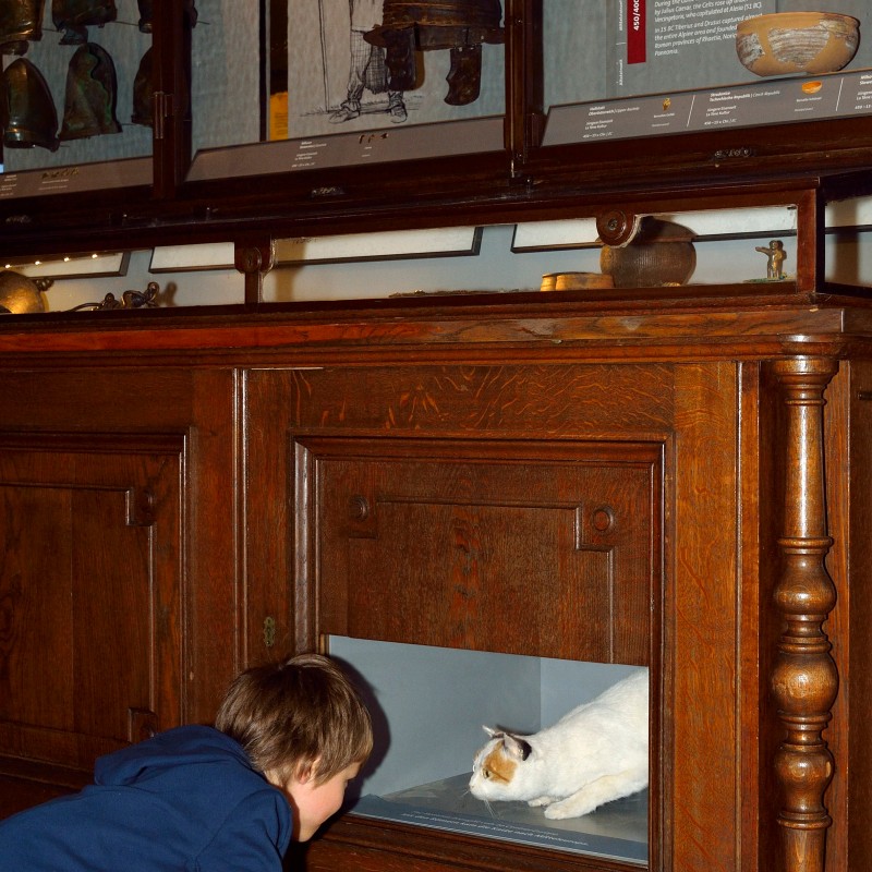Junge in blauer Kleidung beugt sich vor eine Holzvitrine mit einer ausgestopften weißen Katze hinter Glas. (KI-generierter
                                 Alt-Text, erstellt mit GPT-4.1-mini)