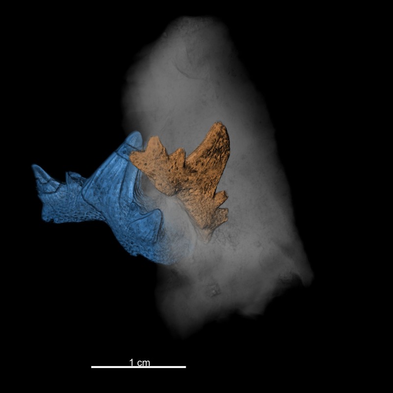 3D-Rekonstruktion zweier fossiler Cladodonten-Haizähne, einer orange, einer blau, vor dunklem Hintergrund. Maßstabsleiste
                                 unten. (KI-generierter Alt-Text, erstellt mit GPT-4.1-mini)