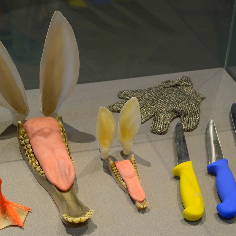 Prepared duck bills and feet in different sizes, four knives with colored handles, and a chainmail glove arranged
                                 on a gray surface. (AI-generated alt-text, generated with GPT-4.1-mini)