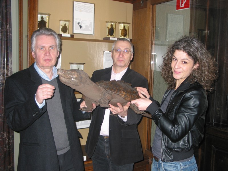 H. Grillitsch, R. Gemel, S. Schweiger in der Herpetologischen Schausammlung.