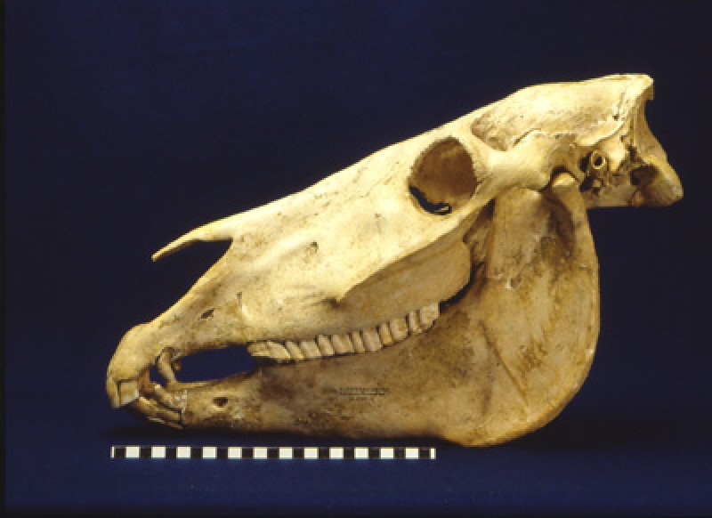 Skull of an Early Bronze Age horse from Unterhautzenthal (Lower Austria)