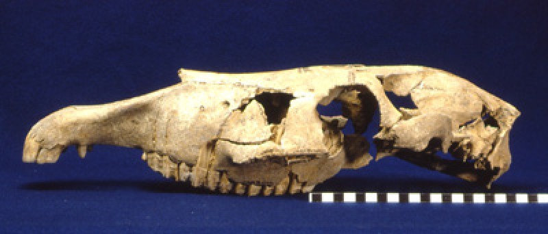 Skull of Celtic horse from Michelstetten (Lower Austria)