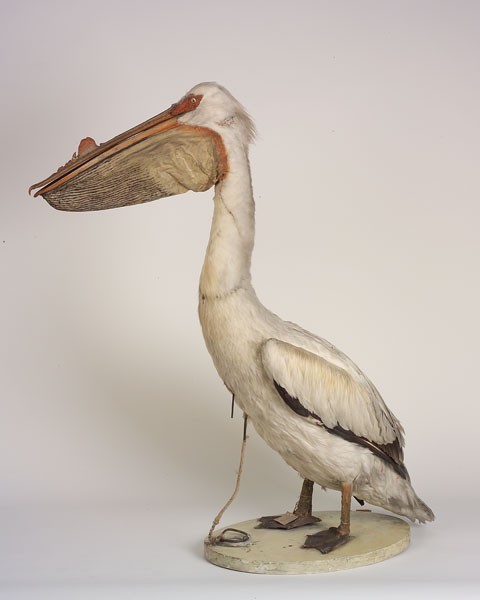 American White Pelican (Pelecanus erythrorhynchos), a mount from the former Leverian Museum (before 1806). Photo: A. Schumacher